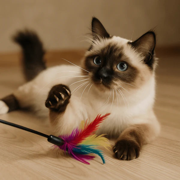 CatBuddy - Din katts högsta önskan