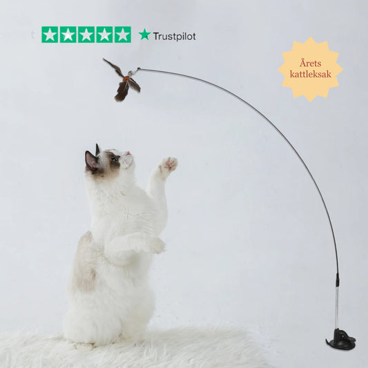 CatBuddy -                          Din katts högsta önskan