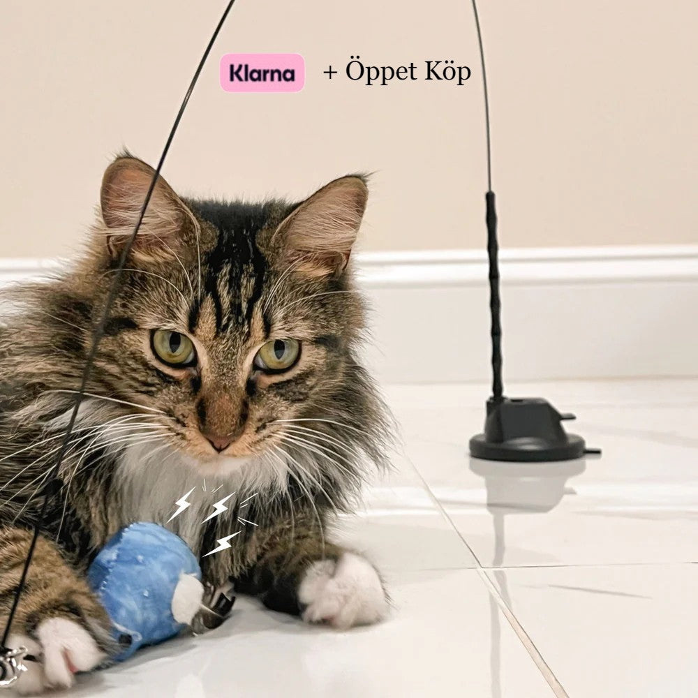 CatBuddy -                          Din katts högsta önskan